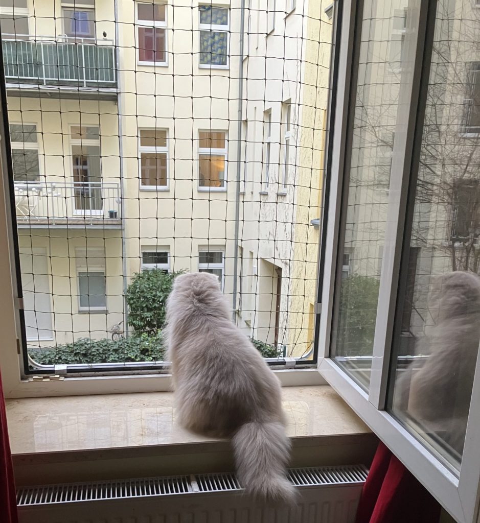 Katze am offenen Kunststofffenster mit Spannrahmen Katzenschutznetz